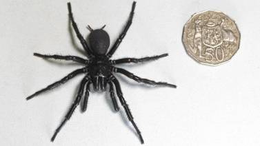 Encuentran en Australia una de las arañas más grandes y venenosas del mundo