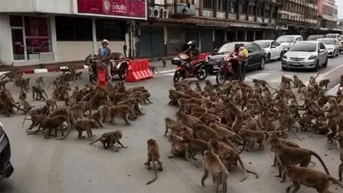 VIRAL: Enfrentamiento de monos rivales en las calles de Tailandia soprende a  turistas y habitantes 