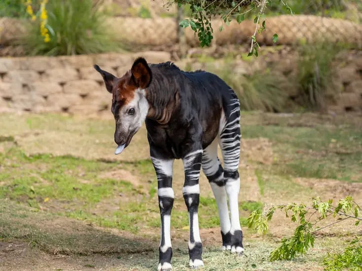 Nace un okapi macho en el Safari Park de San Diego