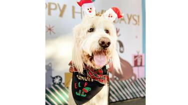 Regresa el desfile navideño de perros al centro de San Diego