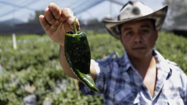 Productores luchan por preservar la autenticidad del chile en nogada ante crisis climática