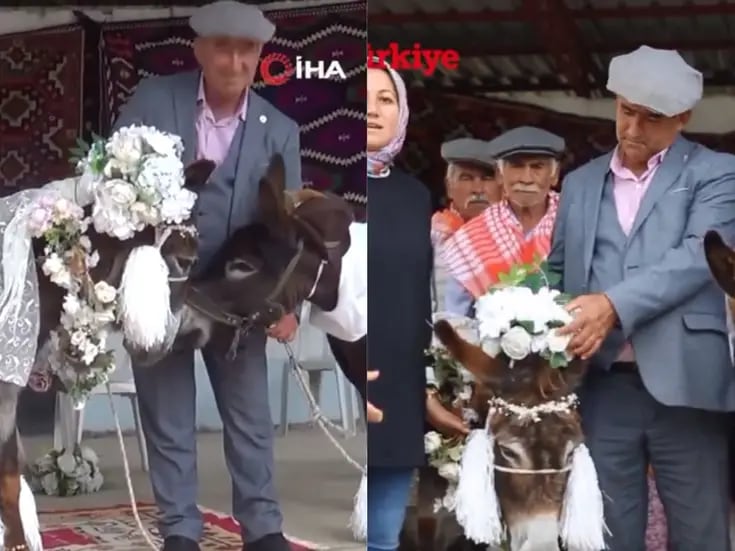 VIDEO: Dos burros se casan en Turquía y su boda se hace viral