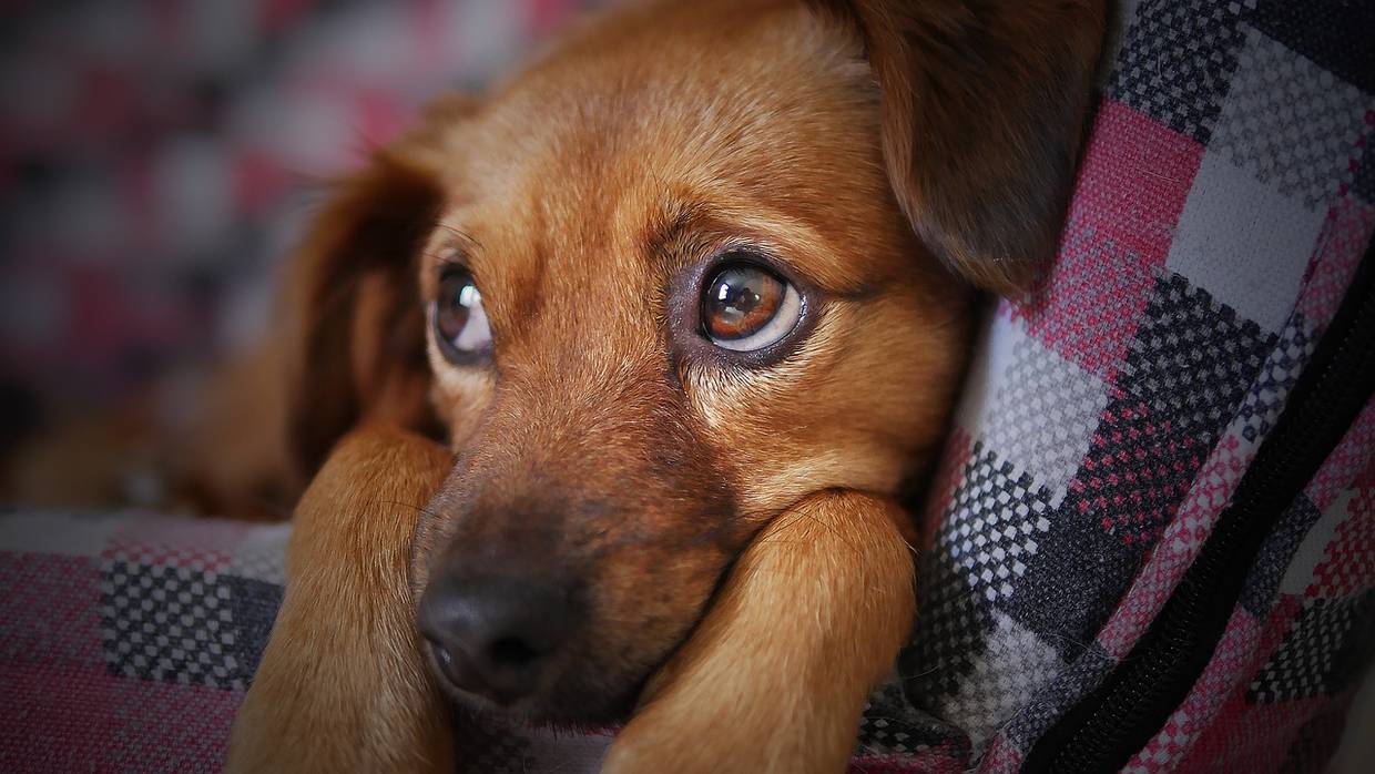 Protección Animal rescata a perro abandonado del techo en la colonia Centro/Pixabay