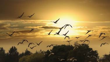 Día Mundial de las Aves Migratorias: ¿Cuáles son los principales problemas que enfrentan?