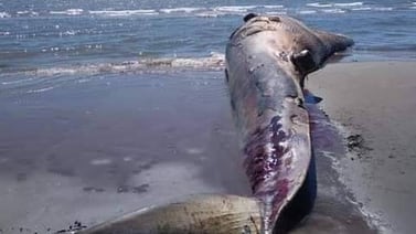 Encalla ballena en playa de “Los Mélagos” en San Ignacio Río Muerto, Sonora; las aguas la arrastraron ya fallecida