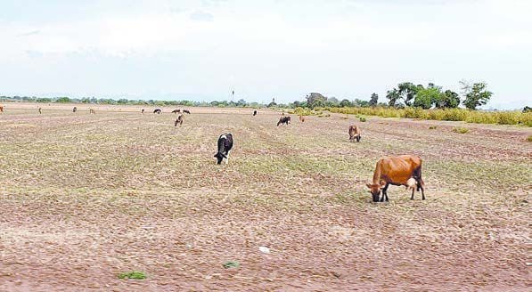 Los animales de los ganaderos sufren con la sequía. FOTO: BANCO DIGITAL GH