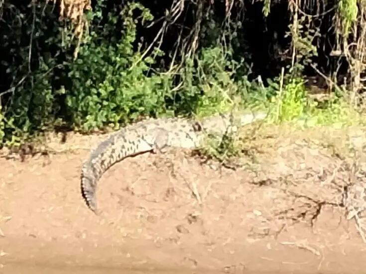 Familias Guasavenses en alerta tras recientes avistamientos de cocodrilos