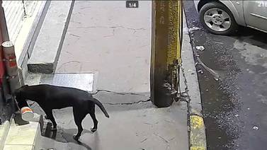 VIDEO: Hombre roba croquetas a perrito de la calle