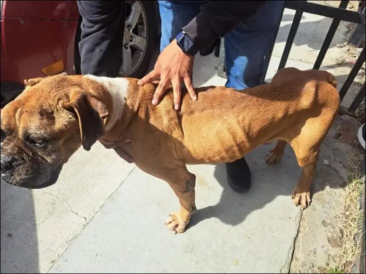 Rescatan a dos caninos tras cateo en Tecate