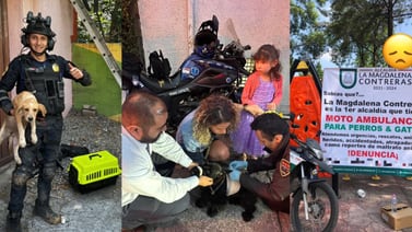Paramédico en motocicleta rescata y cuida a perros heridos en la vía pública
