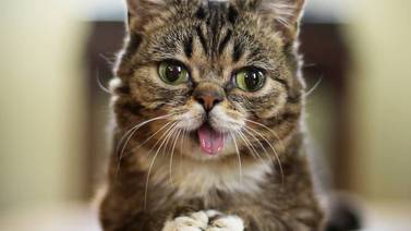 Muere Lil Bub, famosa gatita de Instagram