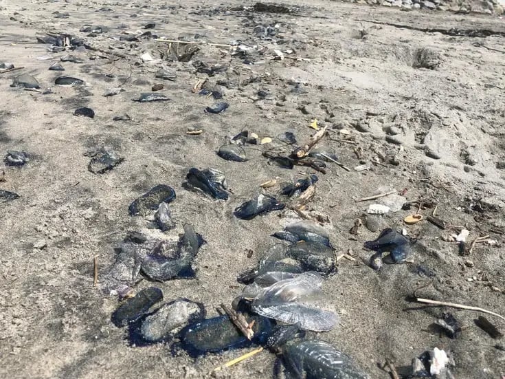 Impiden medusas acceso a playa Centro de Rosarito