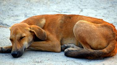 Organiza en Hermosillo "Croquetón" para perros especiales