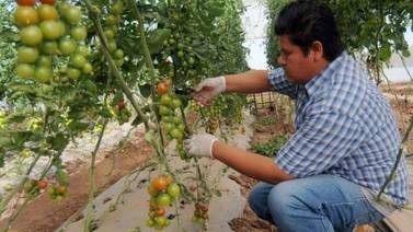 Preocupa a tomateros falta de avances en TLC