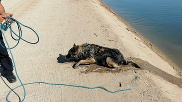 Bomberos rescatan a perro que cayó en canal Independencia