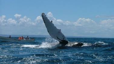 Dan inicio a temporada de observación de ballenas jorobadas en República Dominicana