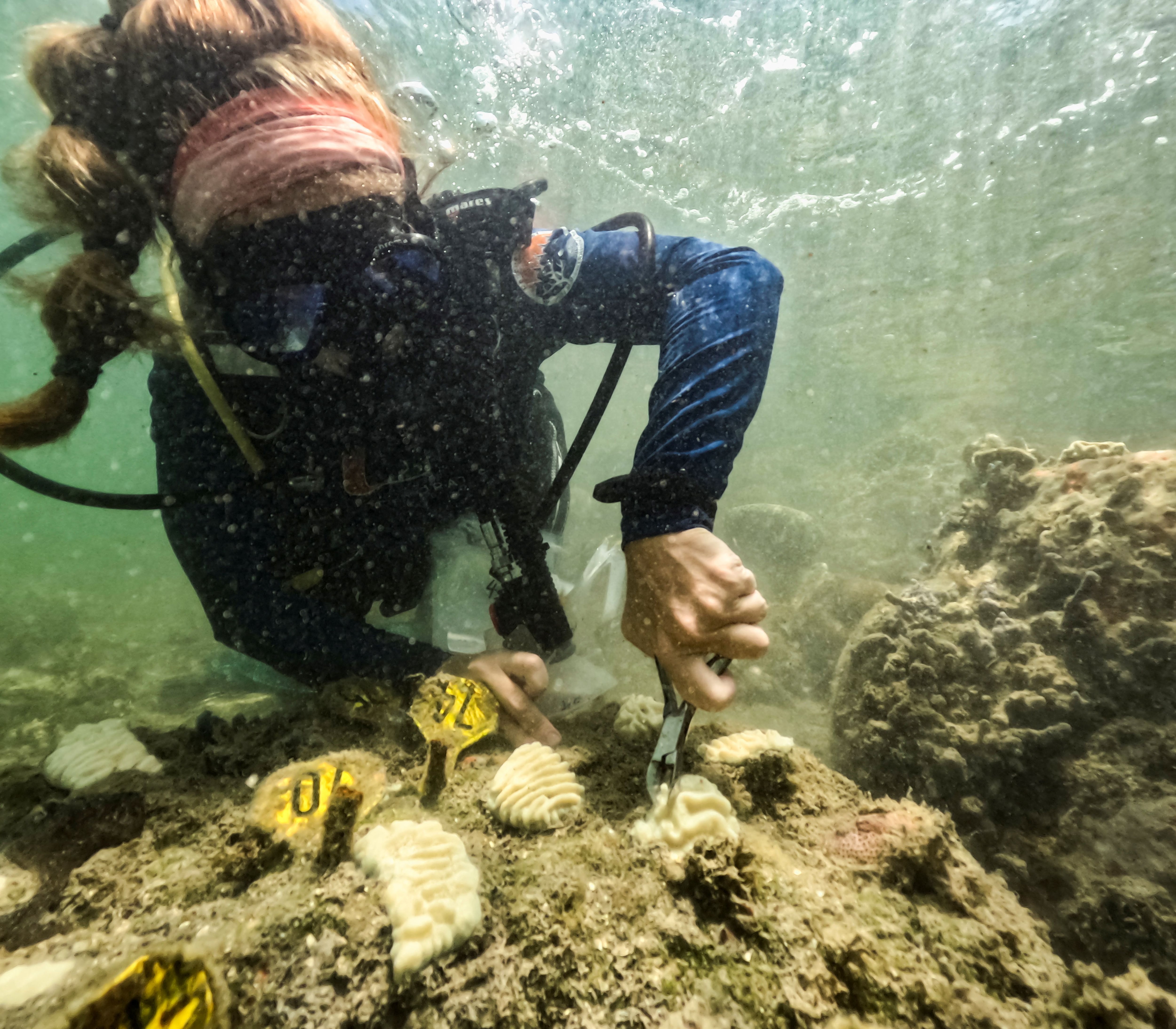 Foto de Archivo: La becaria de la NOAA y candidata a doctora por la Universidad de Miami, Allyson DeMerlis, agarra muestras de corales que plantó en diciembre de 2022 y que ahora ya se han blanqueado por completo en Miami, Florida, EEUU. 14 de julio de 2023. REUTERS/Maria Alejandra Cardona.