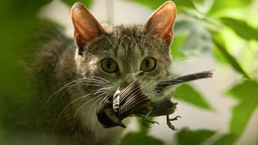 Gatos amenazan a más de 2,000 especies en todo el mundo, incluidas algunas en peligro de extinción