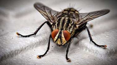 La ciencia explica qué pasa cuando una mosca se posa en tu comida