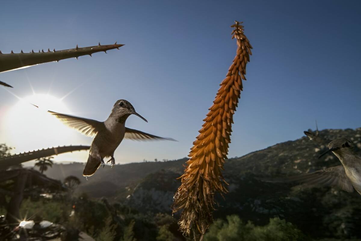 Biodiversidad única de San Diego será explorada en documental de Nature de PBS