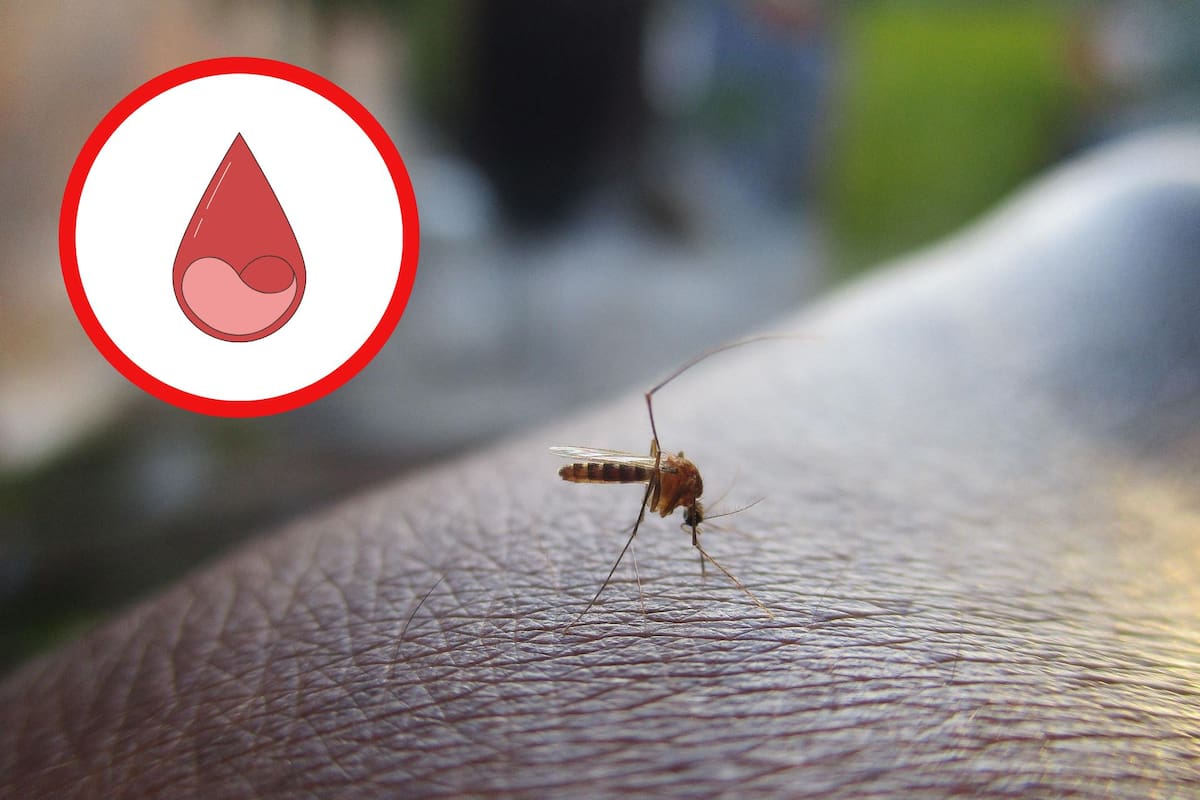 La nitisinona hace tu sangre tóxica para mosquitos: posible arma contra la malaria