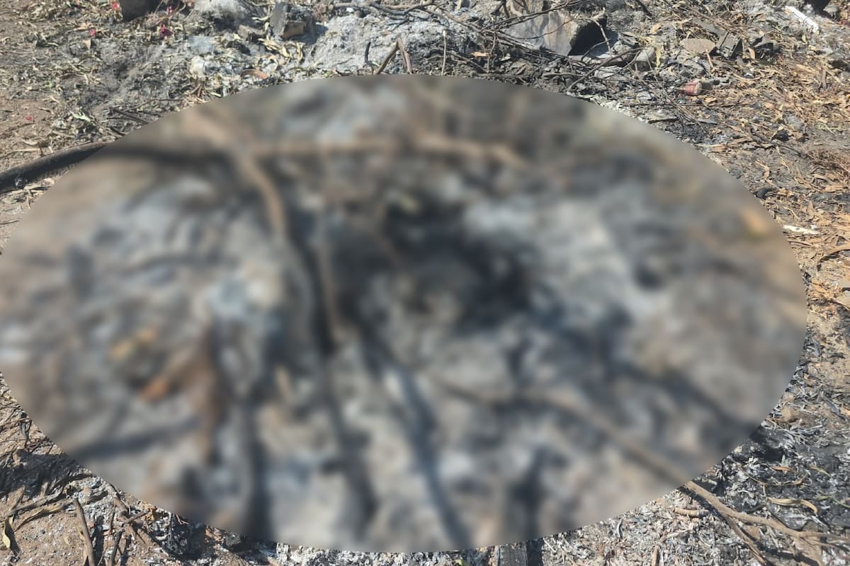 Denuncian muerte de perro con indicios de haber sido quemado en Ensenada