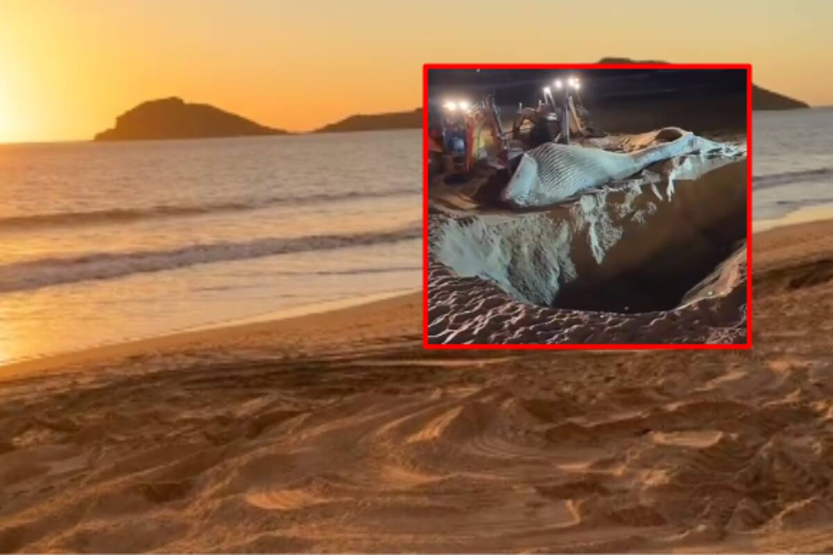 Ballena jorobada muerta es encontrada en Mazatlán: impacto ambiental y riesgos para la salud