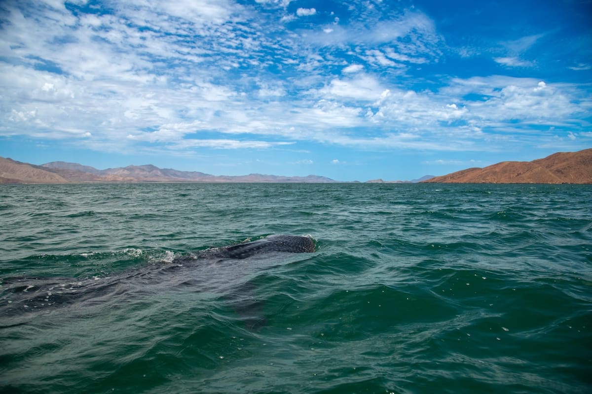 Inician viajes para avistar tiburón ballena