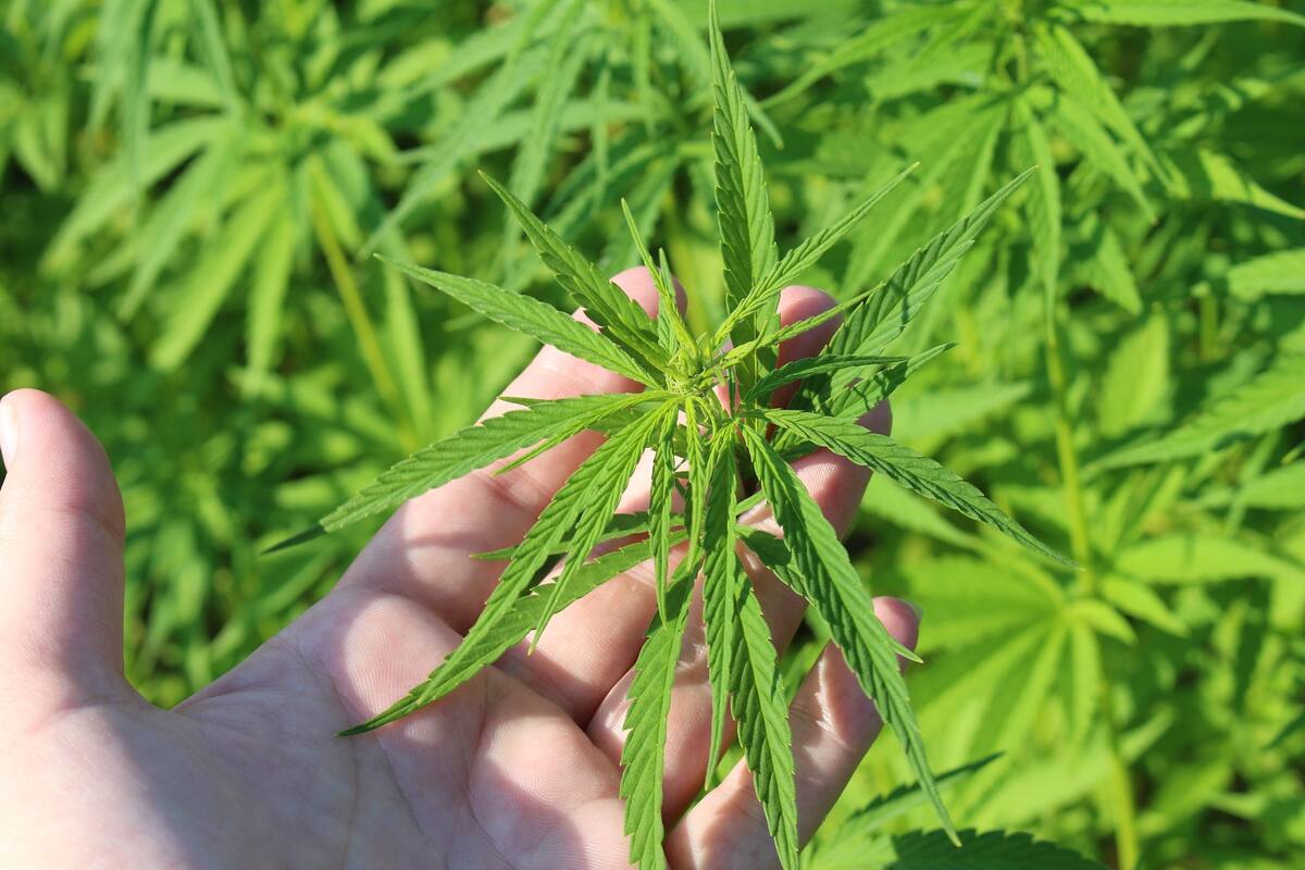 El consumo de cannabis deteriora funciones visuales importantes: Estudio