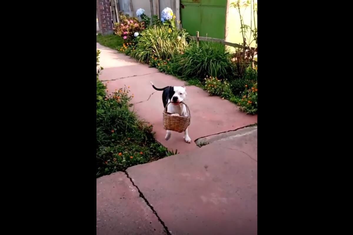 VIDEO: Perro ayuda a sus dueños a cargar las bolsas del mandado y las lleva hasta la puerta