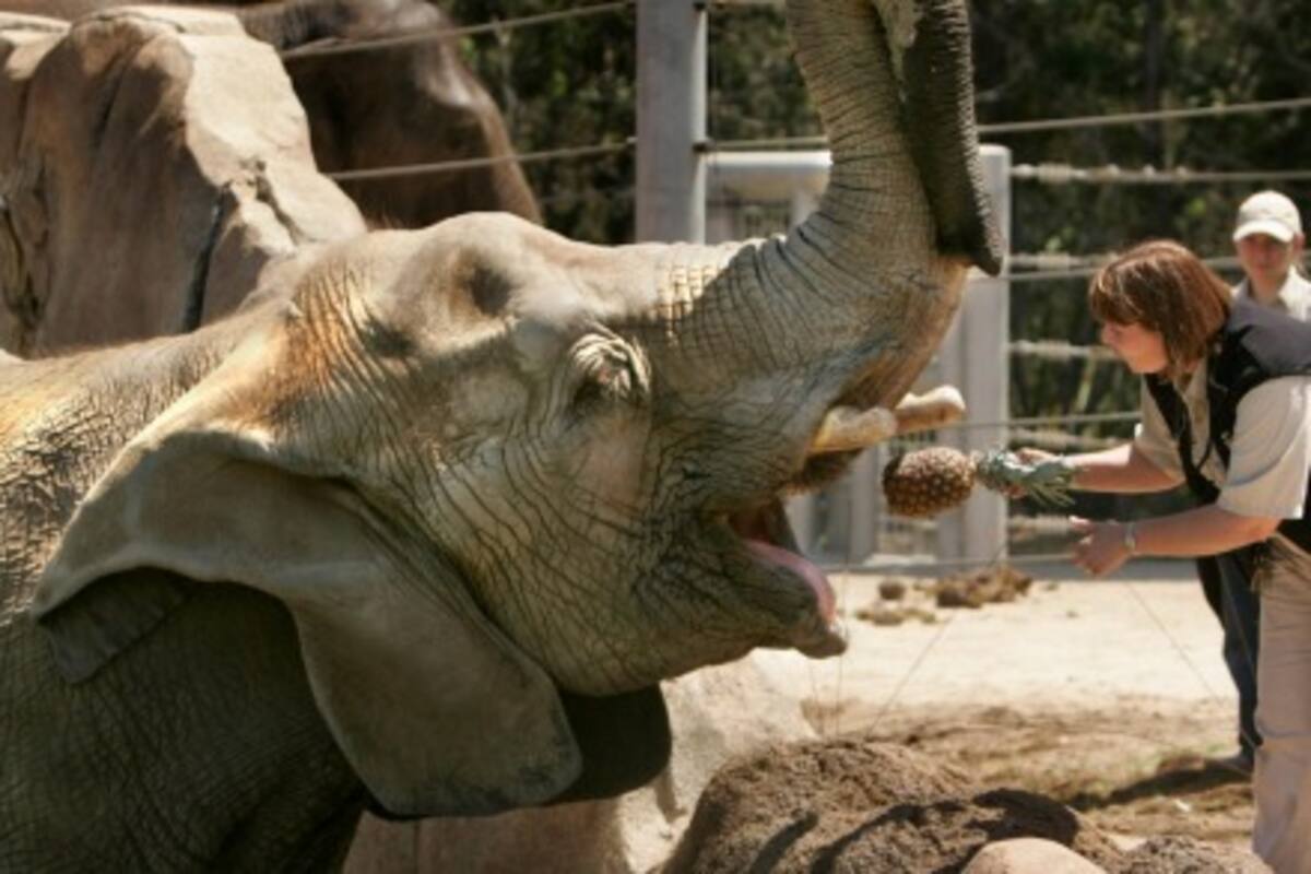 Murió Tembo, la entrañable elefanta del Zoológico de San Diego