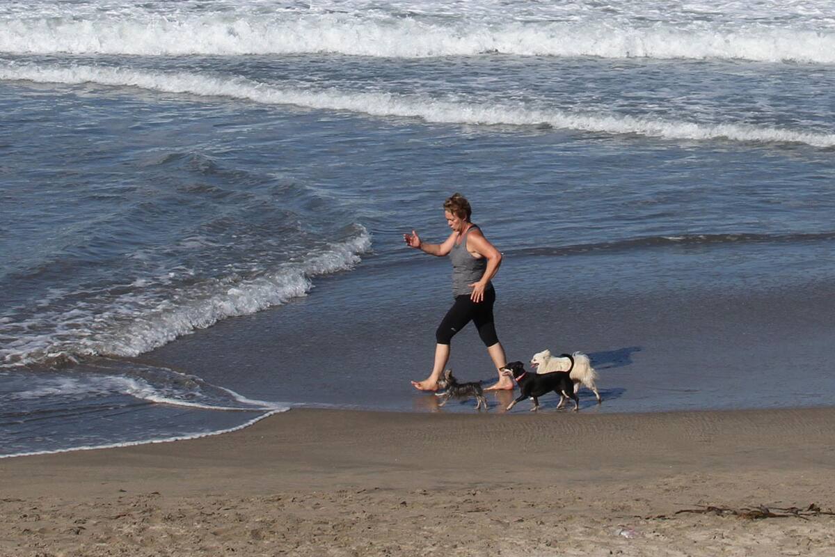 Protección Civil Tijuana recomienda proteger a las mascotas del calor