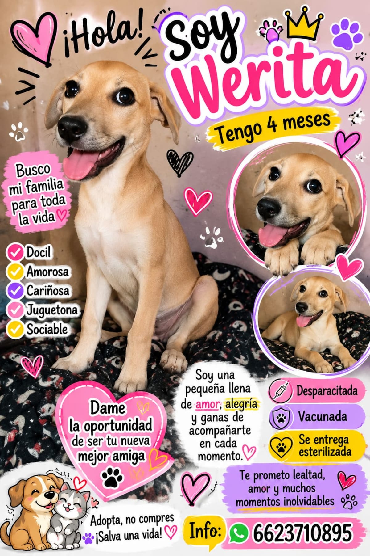 Werita, una cachorra de seis meses, busca una nueva familia después de haber sido regresada tras su primera adopción. Cortesía: Patitas Unidas