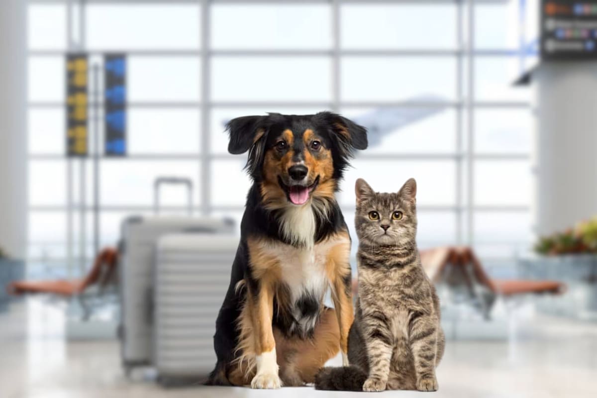 Nuevos requisitos para viajar de México a Estados Unidos con mascotas: Todo lo que debes saber
