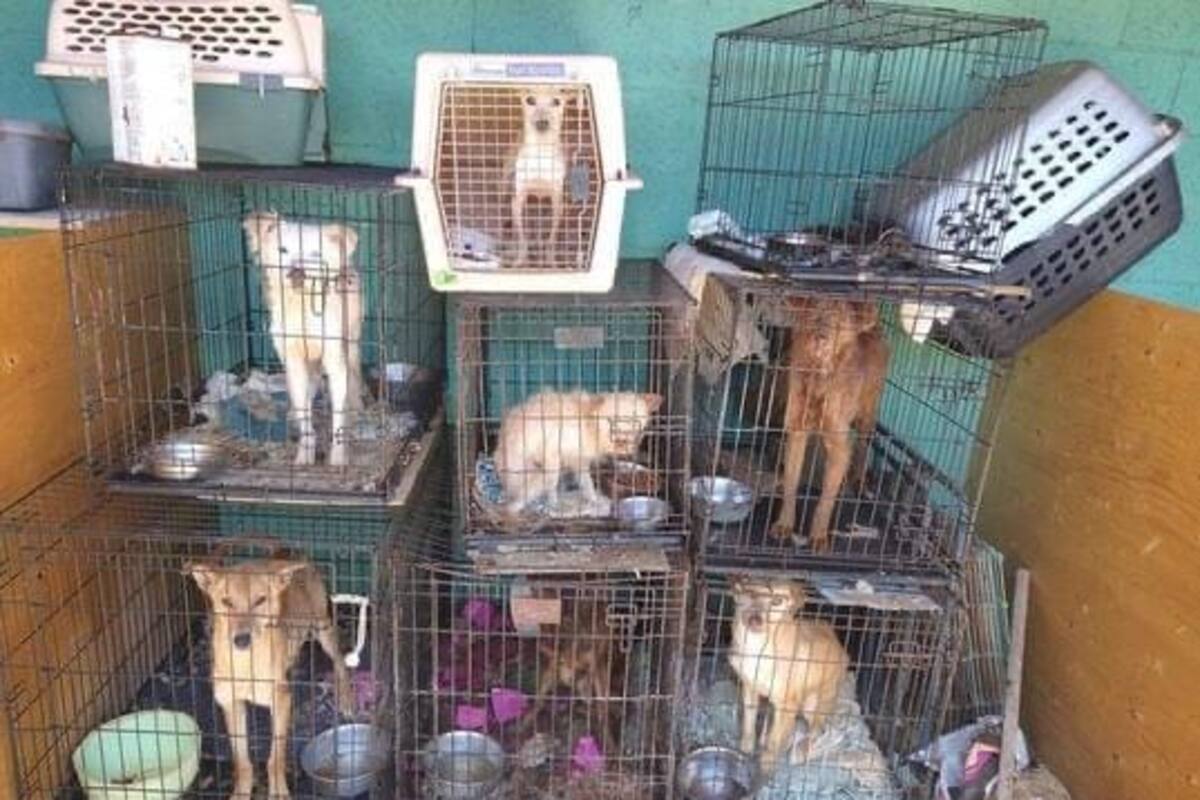 Denuncian a rescatista de animales por crueldad animal en Rosarito