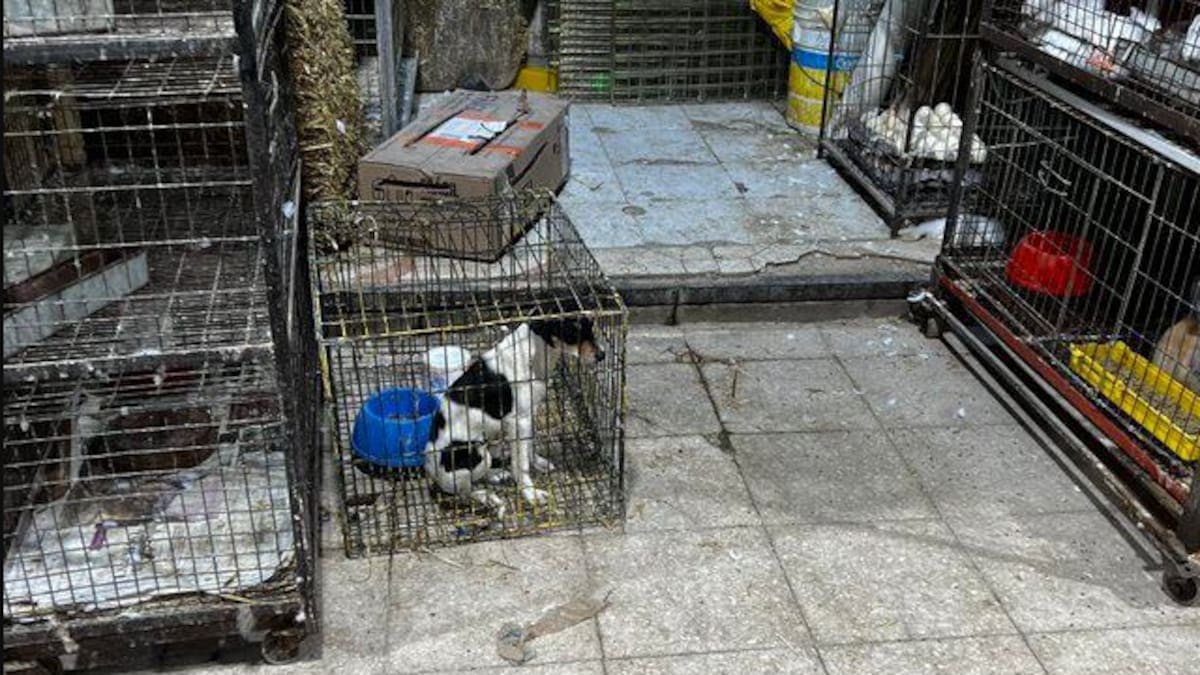 Aunque existe una prohibición definitiva, el Congreso de CDMX pide reforzar la vigilancia ante posible venta clandestina de animales alrededor del Mercado de Sonora