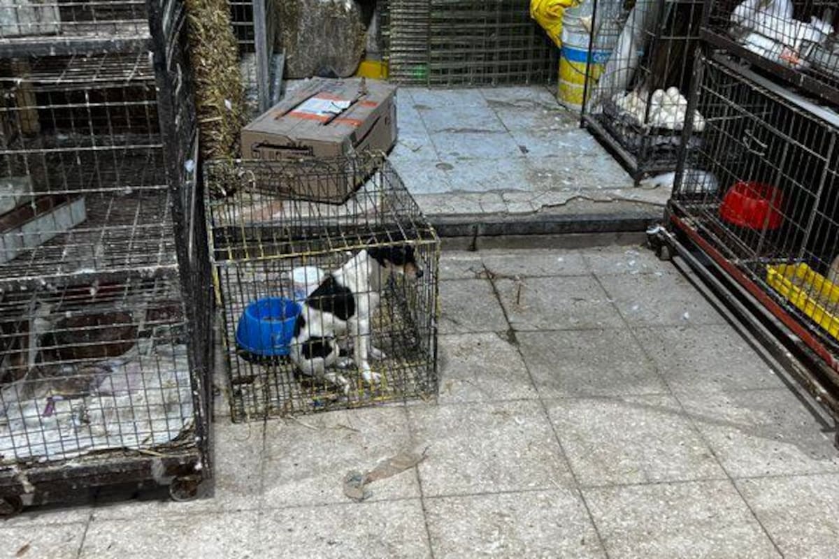 CDMX: Anuncian fin de venta de animales en el Mercado de Sonora para fin de año