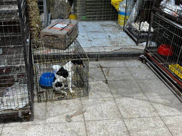 CDMX: Anuncian fin de venta de animales en el Mercado de Sonora para fin de año