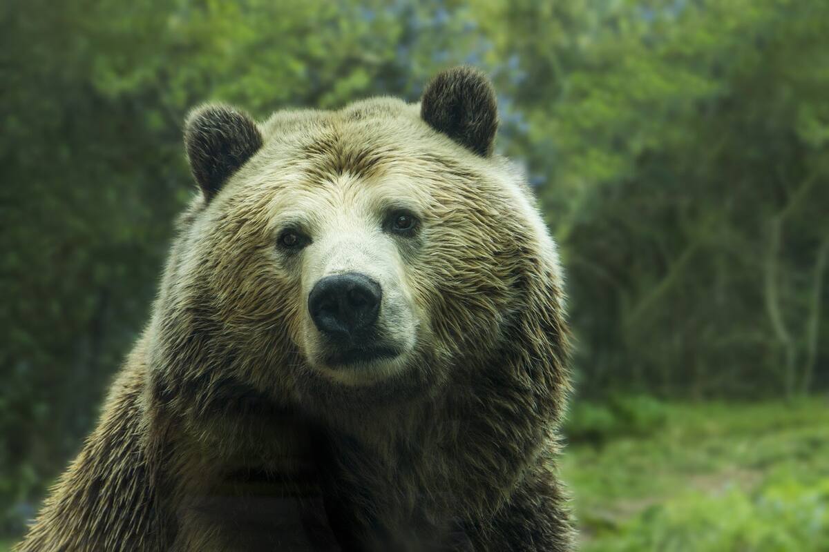 Las impresionantes imágenes del oso de la Edad de Hielo "completamente conservado" que encontraron en Rusia