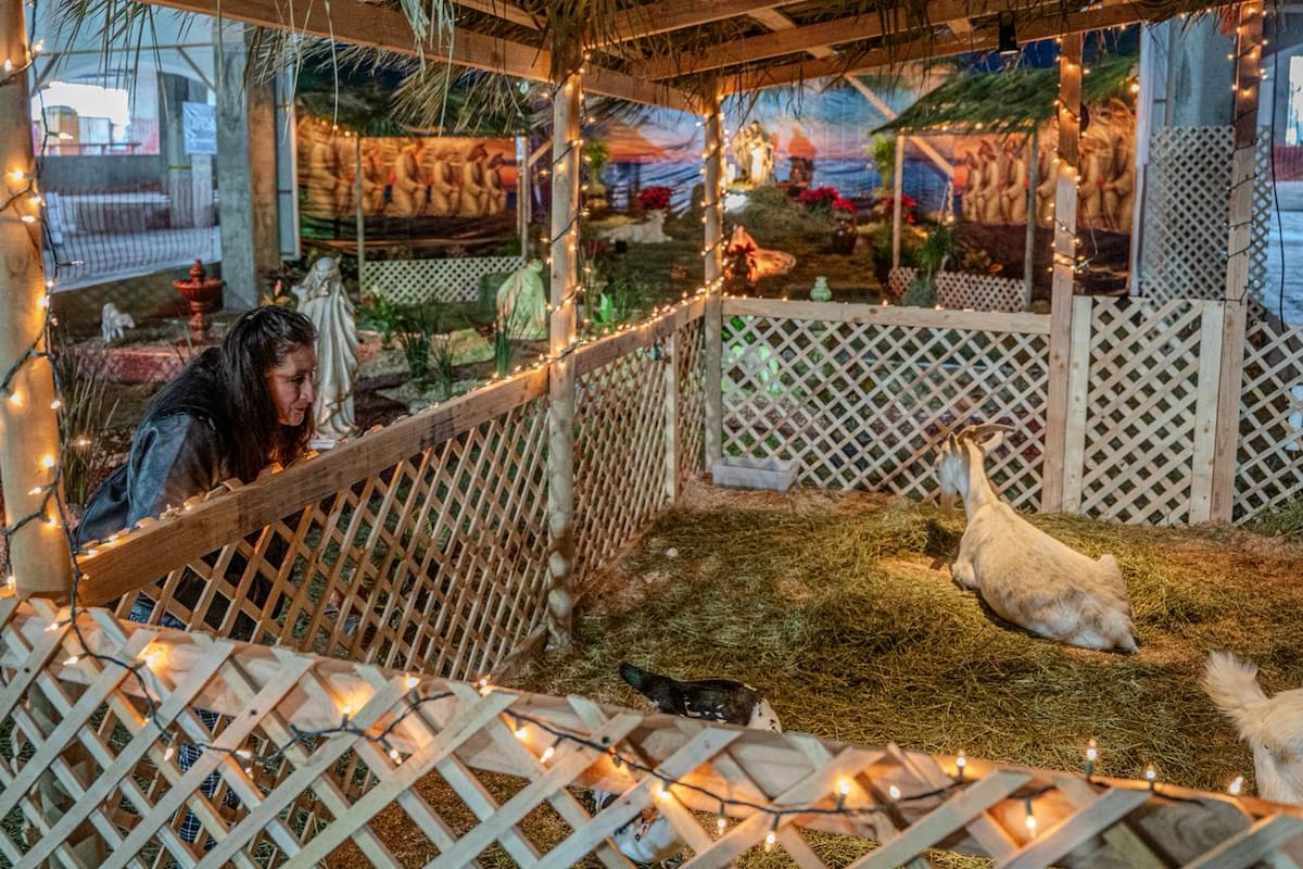 Nacimiento con animales reales atrae visitantes a la Catedral