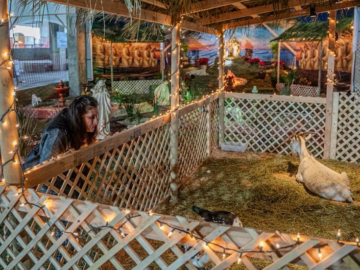 Nacimiento con animales reales atrae visitantes a la Catedral