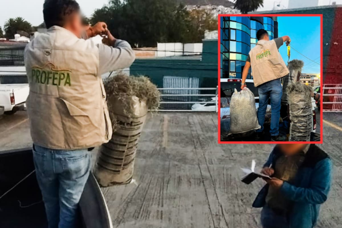 Profepa asegura cargamento ilegal de musgo y heno en Hidalgo: conductor de taxi no acreditó procedencia del material forestal