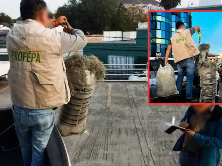 Profepa asegura cargamento ilegal de musgo y heno en Hidalgo: conductor de taxi no acreditó procedencia del material forestal