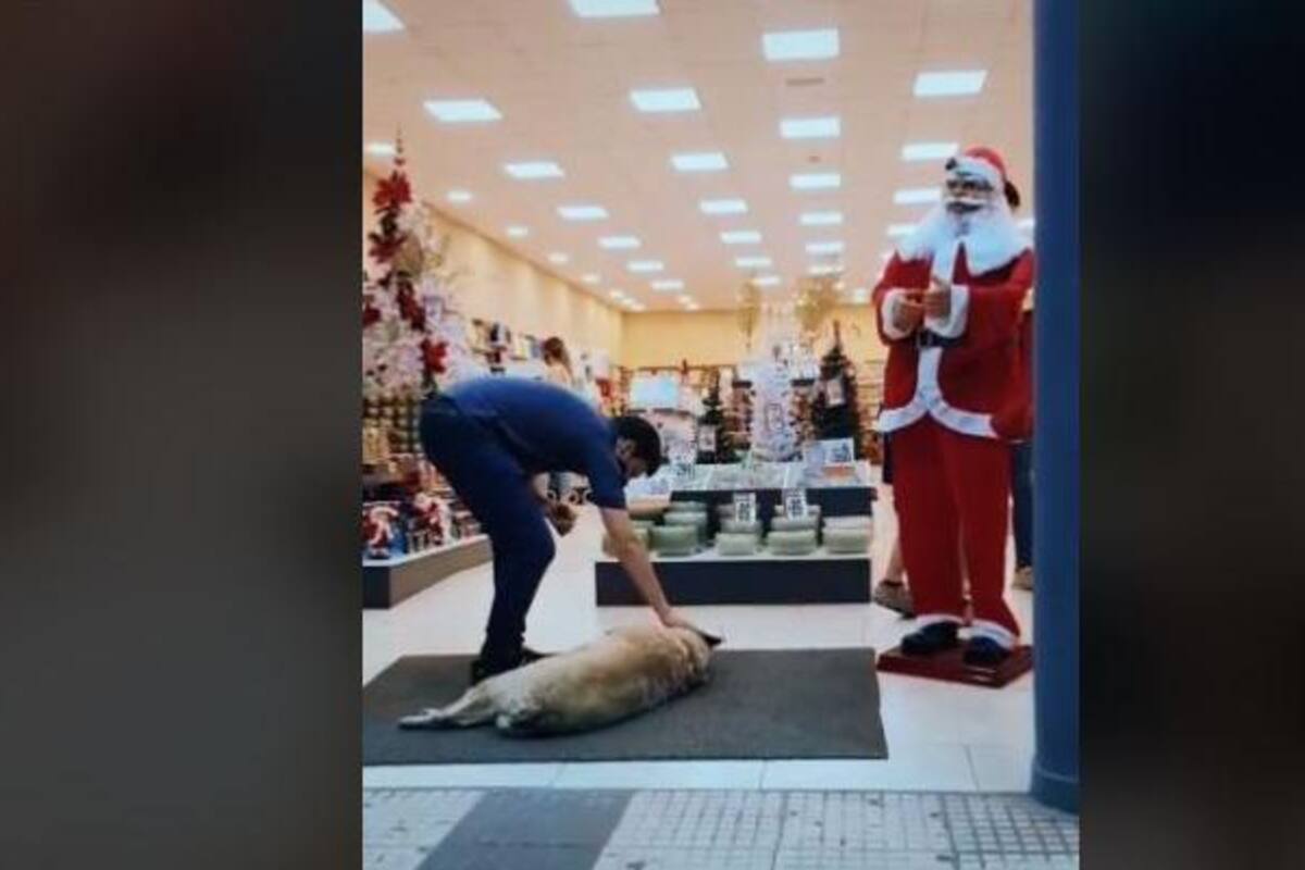 TikTok: Hombre ve a perro callejero fuera de su tienda y se viraliza su reacción