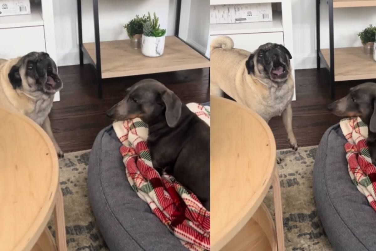 Joven muestra cómo su perro pug grita y sobreactúa de la nada, incluso asusta a su otro perro salchicha