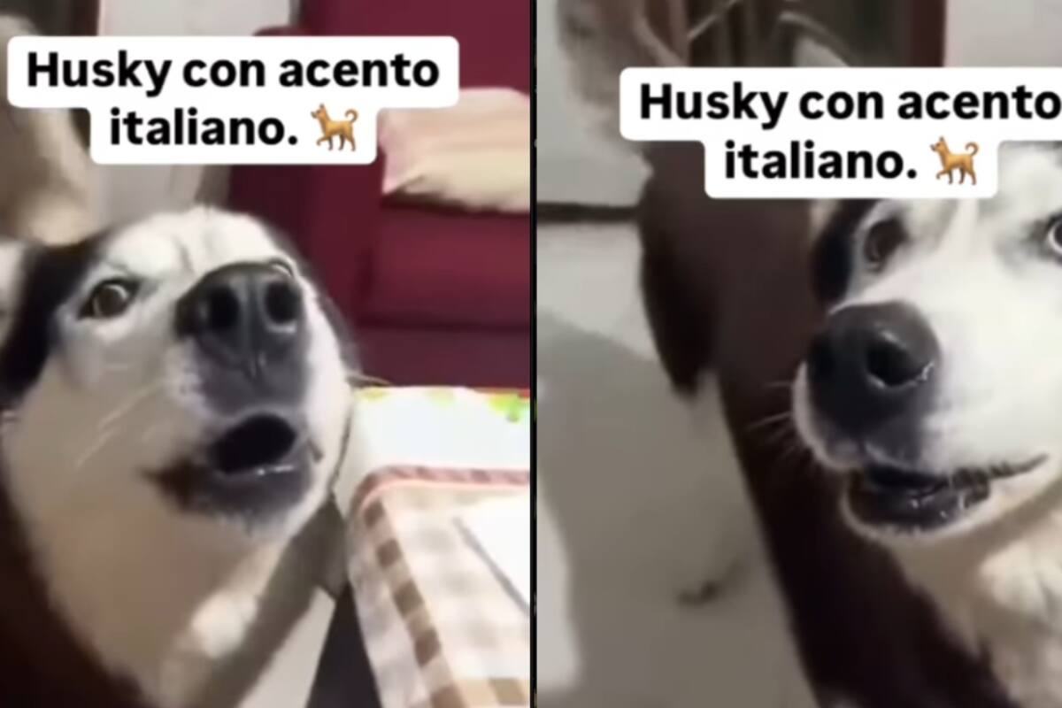 Husky se vuelve viral por su curioso acento italiano