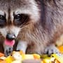 Mapaches muestran señales de domesticación y científicos alertan que vivir tan cerca de los humanos está cambiando su cuerpo, su conducta y su evolución más rápido de lo que nadie imaginó