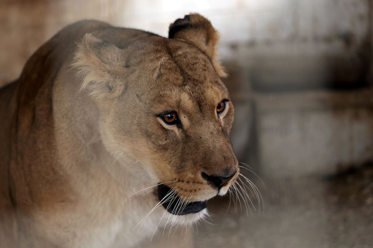 Tres leonas mueren por presunto golpe de calor en zoológico de Tokio y otros siete ejemplares siguen bajo tratamiento