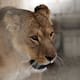 Tres leonas mueren por calor en zoológico de Tokio