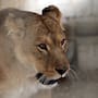 Tres leonas mueren por presunto golpe de calor en zoológico de Tokio y otros siete ejemplares siguen bajo tratamiento